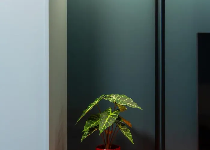 X 브라티슬라바