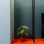 X *